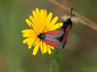 856 (Skabiosenwidderchen)